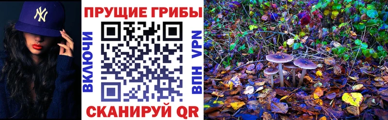 Галлюциногенные грибы MAGIC MUSHROOMS  сколько стоит  Камышлов 